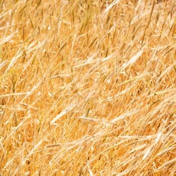 blur in iran cultivated farm grass and healty brown natural wheat 