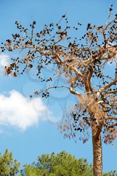 the sky light background   tree  and branch