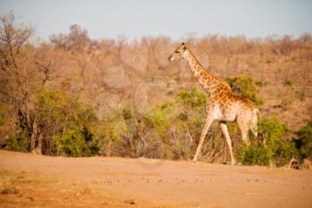 blur in south africa   kruger  wildlife    nature  reserve and  wild giraffe