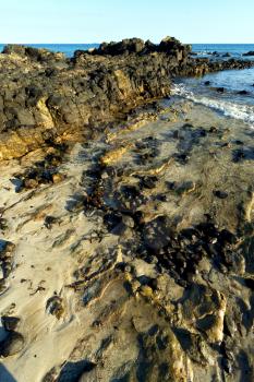     madagascar    andilana beach seaweed in indian ocean  sand isle  sky and rock 