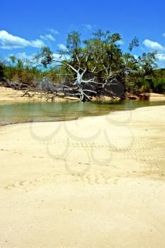 pirogue beach seaweed in indian ocean madagascar  people   sand isle      sky     and rock