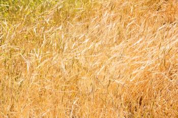 blur in iran cultivated farm grass and healty brown natural wheat 