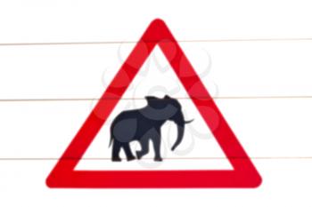 blur in south africa close up of the elephant  sign like    texture background