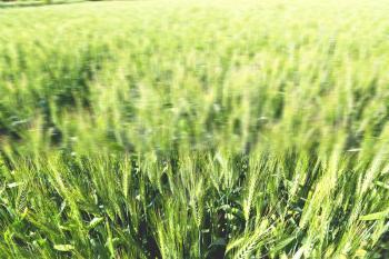 blur in iran cultivated farm grass and healty green  natural wheat 