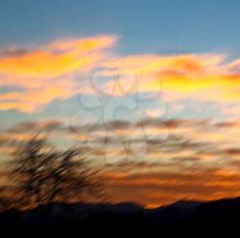 blur  in south africa sunrise near branch tree like  abstract   background