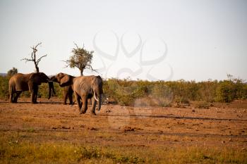 blur in south africa   kruger  wildlife  nature  reserve and  wild elephant