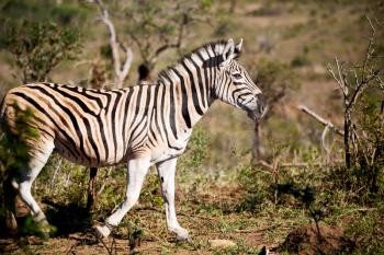 blur in south africa   mlilwane wildlife  nature  reserve and wild zebra