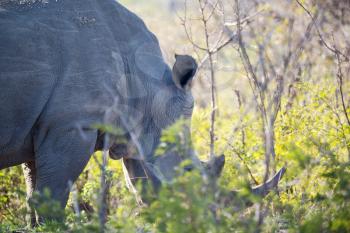 blur in south africa   kruger  wildlife    nature  reserve and  wild rhinoceros