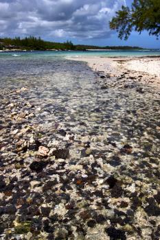 blue bay foam footstep indian ocean some stone in the island of deus cocos in mauritius 
