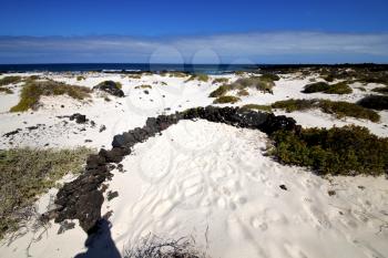 spain  isle white  beach  plant black rocks in the   lanzarote 
