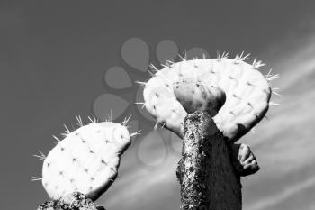 in south africa cloud sky and cactus with thorn like background