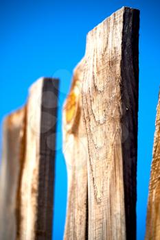 blur in  south africa   abstract wood closeup like background texture