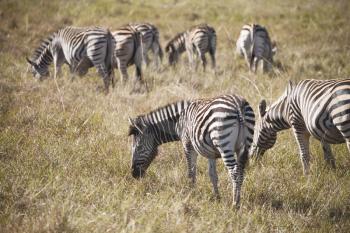 blur in south africa   mlilwane wildlife  nature  reserve and wild zebra
