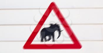 blur in south africa close up of the elephant  sign like    texture background