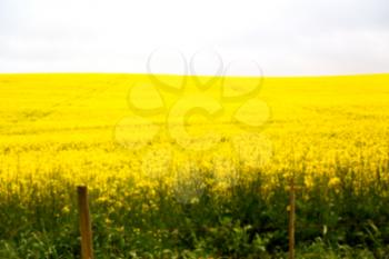 blur in south africa close up of the colza yellow field like   texture background