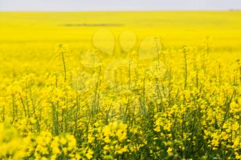 blur in south africa close up of the colza yellow field like  texture background