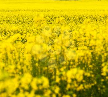 in south africa close up of the colza yellow field like  texture background