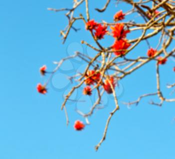 in south africa close up of erythrina lysistemon flower plant and clear sky