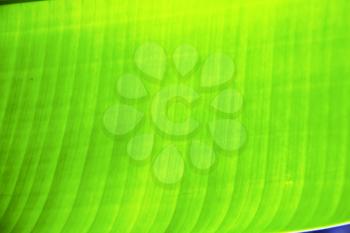  thailand in the light  abstract leaf and his veins background  of a  green  black   kho samui bay 