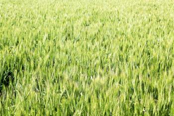 in iran cultivated farm grass and healty green  natural wheat 