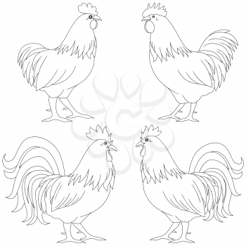 Set of four various rooster vector contours isolated on the white background