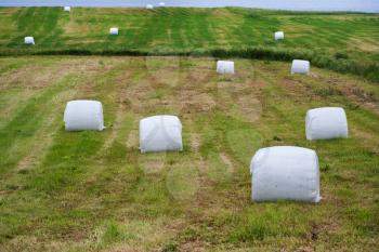 Summer rural landscape image. Field of hay bales