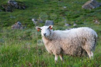Sheep in the grassy mountain. Lofoten, Norway, Summer shot