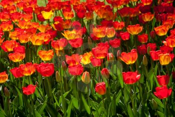 Red tulips
 in Keukenhof, Netherlands