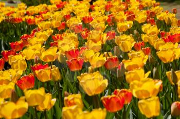 Yellow tulips
 in Keukenhof, Netherlands