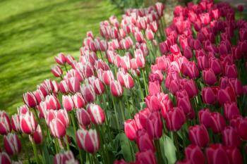 Pink tulips
 in Keukenhof, Netherlands. Spring shot