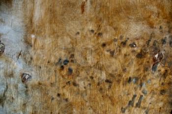 The Brown Wood Texture With Natural Patterns