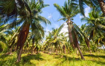 Dense Jungle Scene. Tropical background. Palm Tree