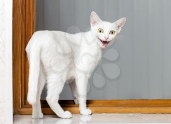 Funny evil white cat with open mouth