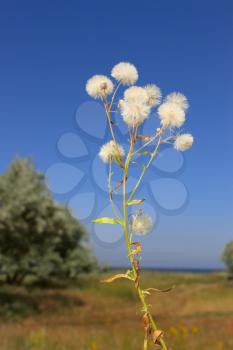 Plant with similar to ripe dandelion florets on a background of wild olive trees. Reserve on Kinburn Spit near Ochakiv, Ukraine