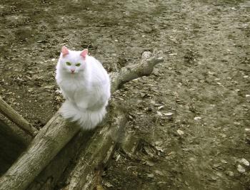 White cat sitting. Late autumn