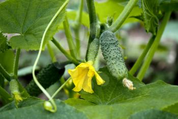 Cucumbers are grown in greenhouse