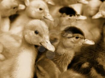 Portrait of small domestic duckling against the background of the flock. Sepia