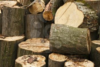 Heap of big hornbeam chopped logs for firewood