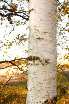 White birch tree trunk in autumn season. Fragment