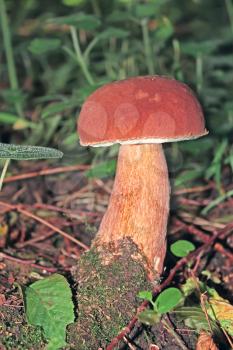 Mushroom growing in their natural environment. Latin name: Boletus edulis