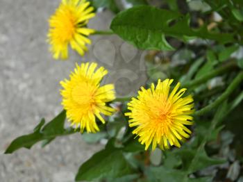 The first spring dandelion flowers on a background of gray asphalt