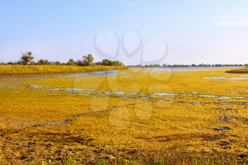 Salt marsh covered with water plants (I). Kinburn Spit near the town Ochakiv, Ukraine