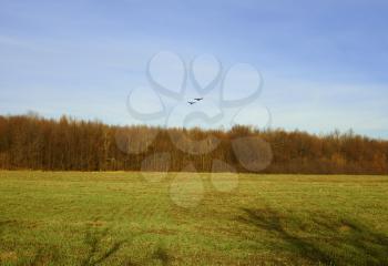 Two crows fly over the forest and field in the late autumn