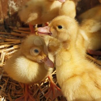 Amusing small yellow ducklings on the litter of straw