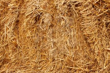 Stack is pressed, cut wheat of straw