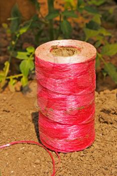 Coil with synthetic pink thread on the soil. Thread tie various cultivated plants