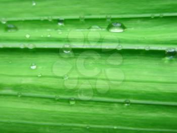 Fragment of green gladiolus leaf with water drops. Macro photo