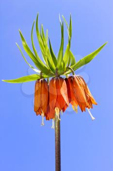 Spring orange flower on the background of blue sky. Common name of plant is Crown Imperial Lily, latin name - Frittilaria imperialis