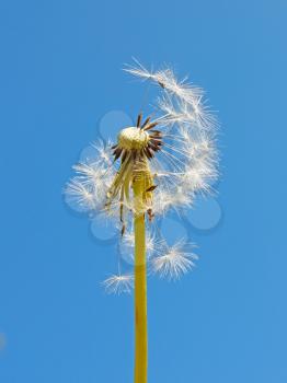 Blowball against the background of a blue sky