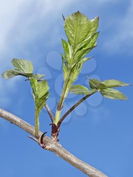 Fragment of the elder branch of a new spring green shoots against the blue sky with clouds